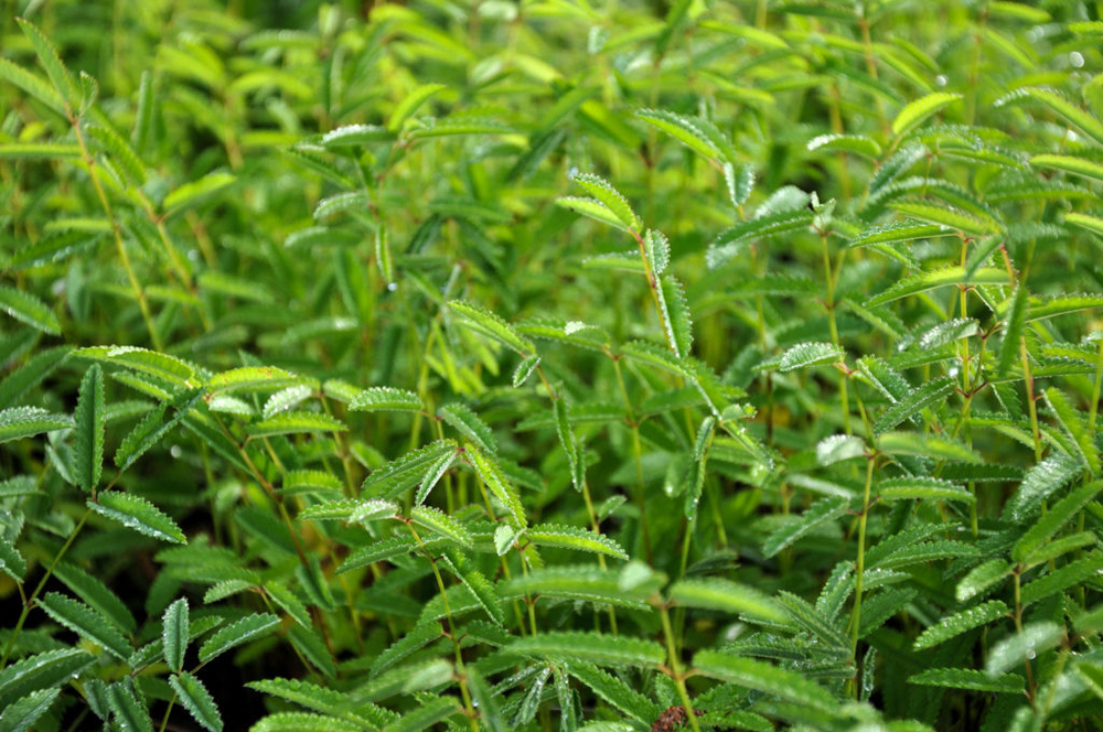 Кровохлебка лекарственная "Pink Tanna". Sanguisorba officinalis "Pink Tanna".