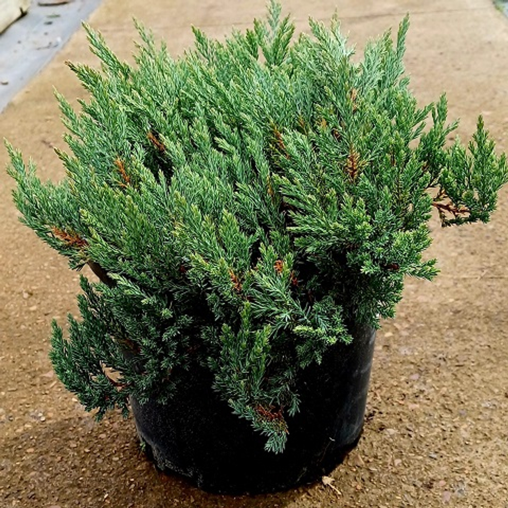 Можжевельник горизонтальный Блю Форест