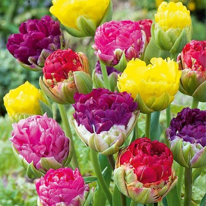Тюльпаны махровые МИКС