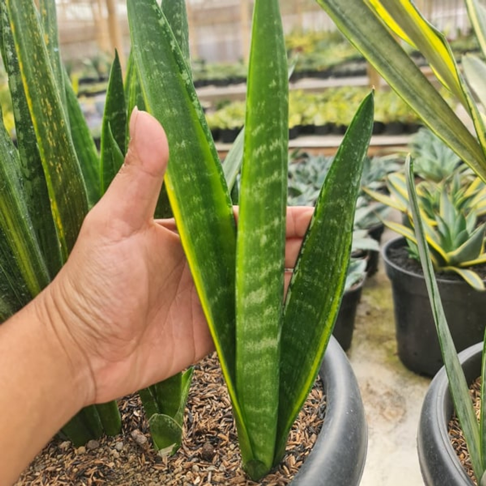 Сансевиерия VARIEGATED