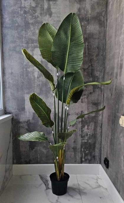 Стрелиция Николая Premium 160 см в тех.кашпо