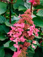 Гортензия метельчатая Инфинити