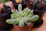 Glottiphyllum nelii (Глотифиллум Нелли) (SCT28497)
