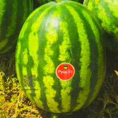 Руни F1 семена арбуза (Enza Zaden / Энза Заден)