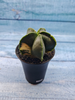 Astrophytum Myriostigma variagate (Астрофитум вариегатный)