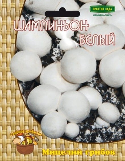 Шампиньон белый