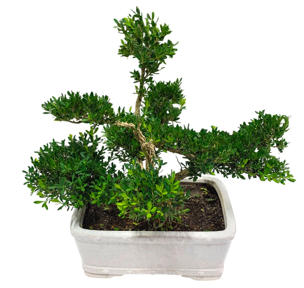 Бонсай микс (в керамике)