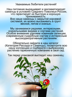 Кровохлёбка лекарственная Тана многолетняя