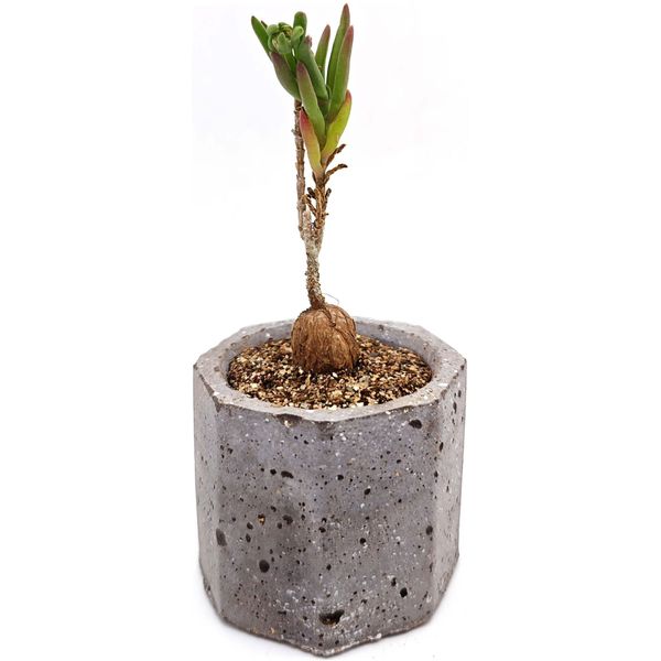 Суккулент Делосперма Боссера