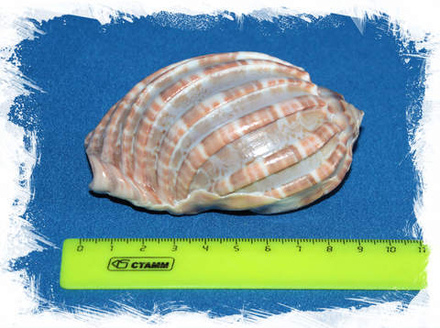 Харпа мажор, 7-9 см, 1шт