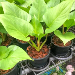 Хомаломена GOLD MOON (В29)