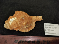 Циматиум Пирум "70-90-100мм"