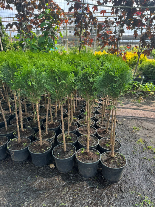 Туя Смарагд болл Штамб С25л 60см крона 40см Закупка М35 наличие 2026