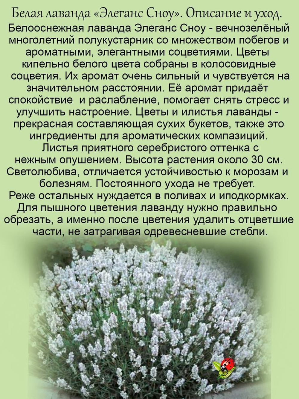 Дёрен белый Элегансима кустарник многолетний