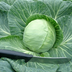 Лемма F1 семена капусты белокочанной (Rijk Zwaan / Райк Цваан)