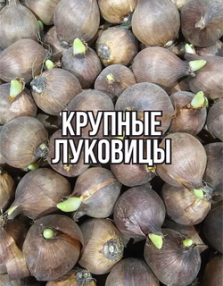 Ирис луковица 1шт., Аполло