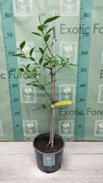 Psidium Cattleyanum