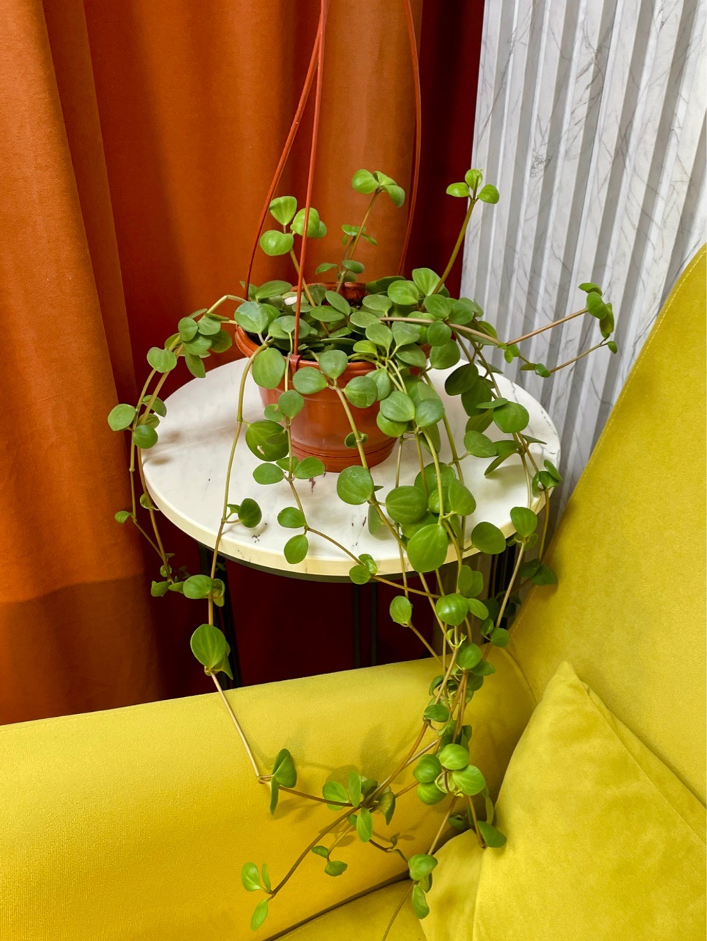 Пеперомия Хоуп в кашпо, D16см Н40см, 1шт, Urban Jungle (7143)