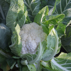 Кабрал F1 семена капусты цветной (Syngenta / Сингента)