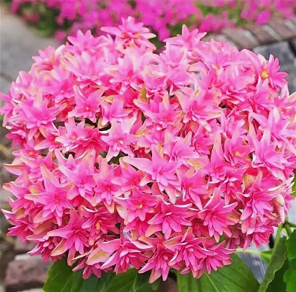 Princess Diana/Принцесса Диана (Стандарт поставки Р9)2025г.