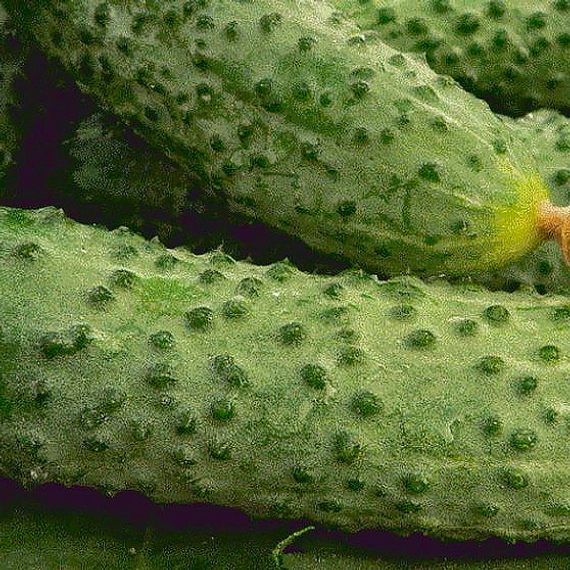 Герман_F1_семена_огурца_партенокарпического_Seminis_огурцы – фото 10