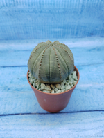 Euphorbia Obesa (Эуфорбия)