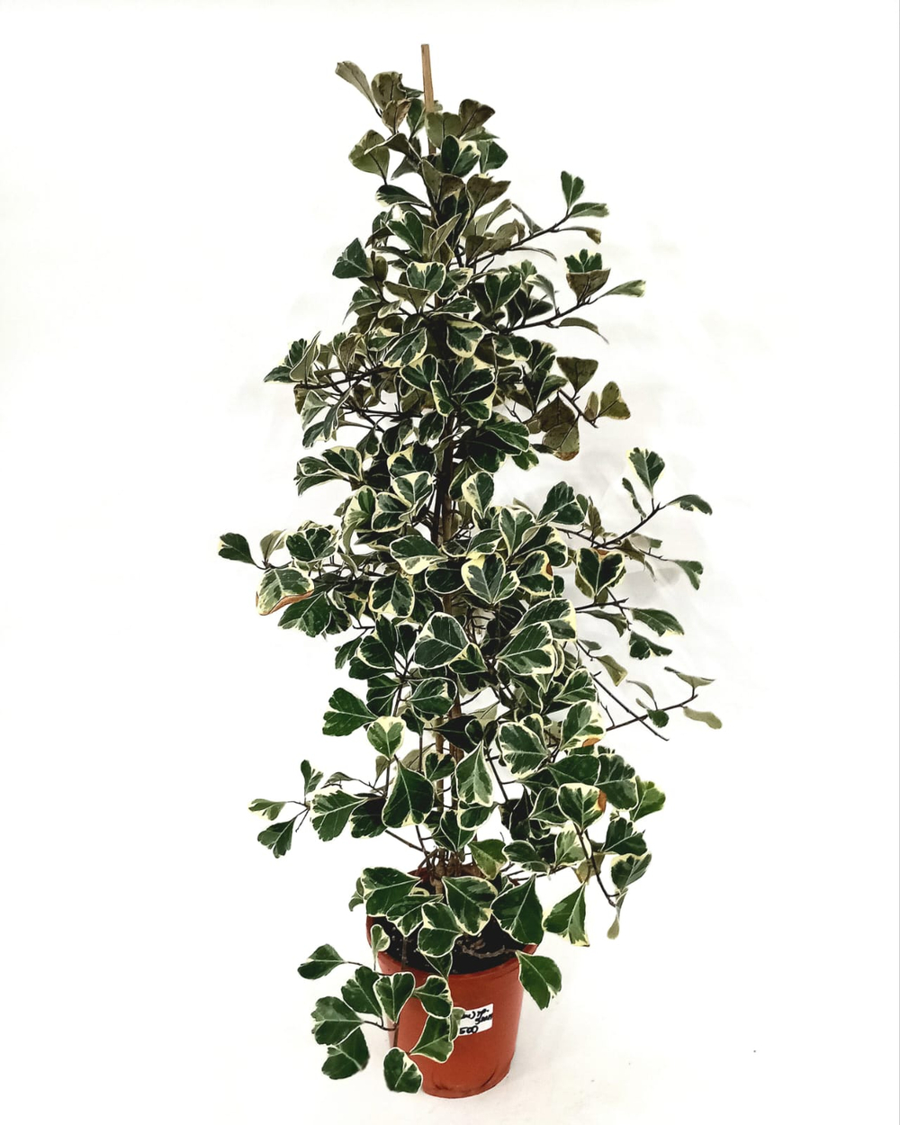 Фикус Треангулярис