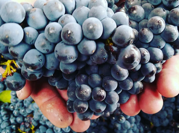 Domaine Faiveley подвел итоги урожая 2018