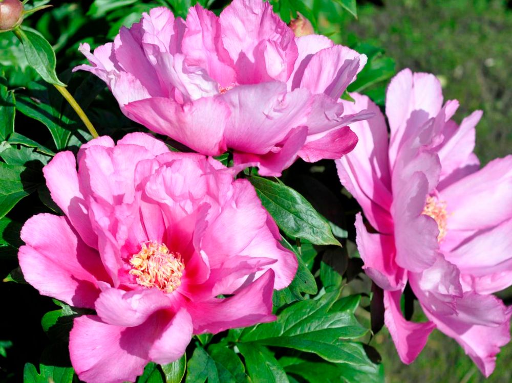 Пион Ферст Арривал 2-3 почки Закупка М81 октябрь 2026