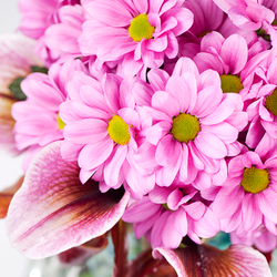 Хризантемы кустовые розовые Grand Pink от 3шт