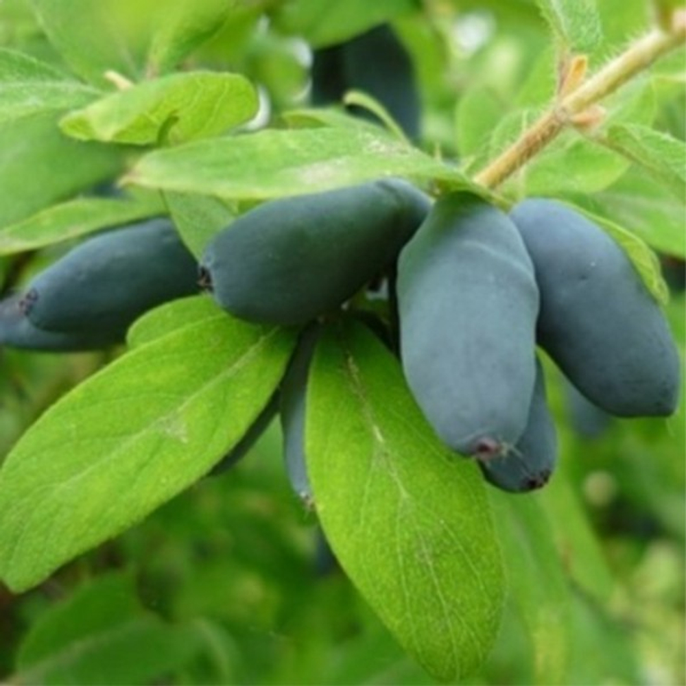 Жимолость Синяя птица (2-летняя) ЗКС