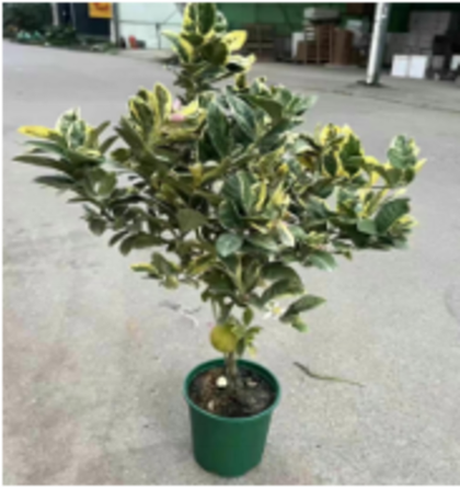 Лимонное дерево Variegated д.18