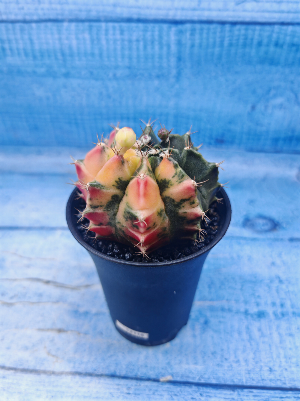 Gymnocalycium Variegata (Гимнокалициум Вариегатный)