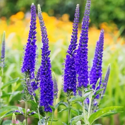 Вероника длиннолистная Мариетта С2 Закупка М39 июнь 2026