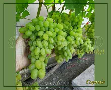 Виноград Гарольд
