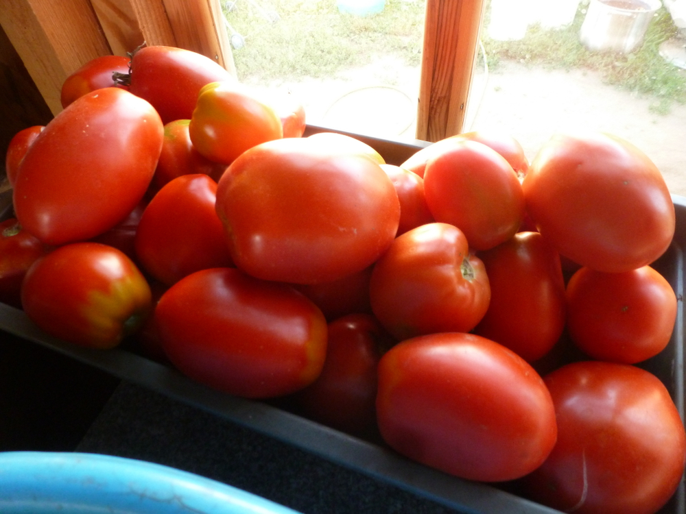 Помидоры - Amos Coli - Амос Коли