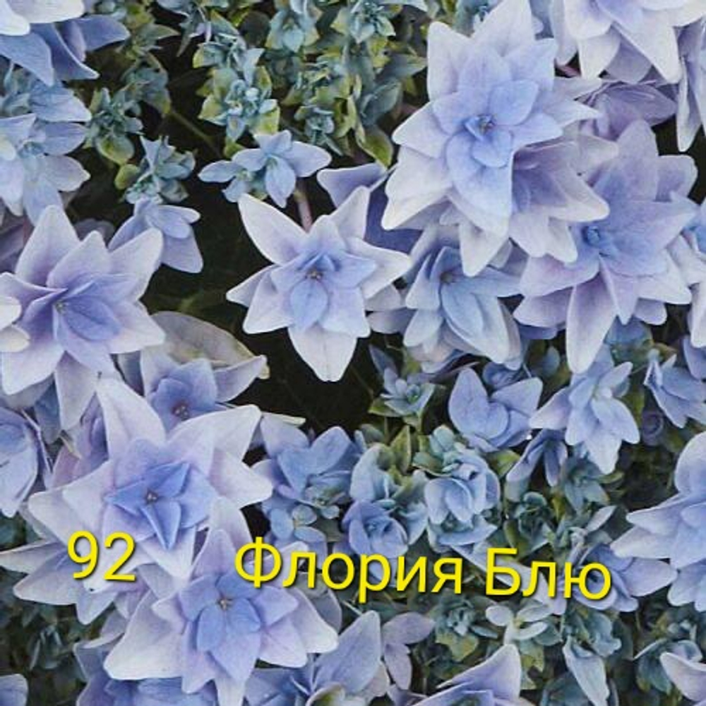 Floria Blue/ Флори Блю (Стандарт поставки Р9)2025г.