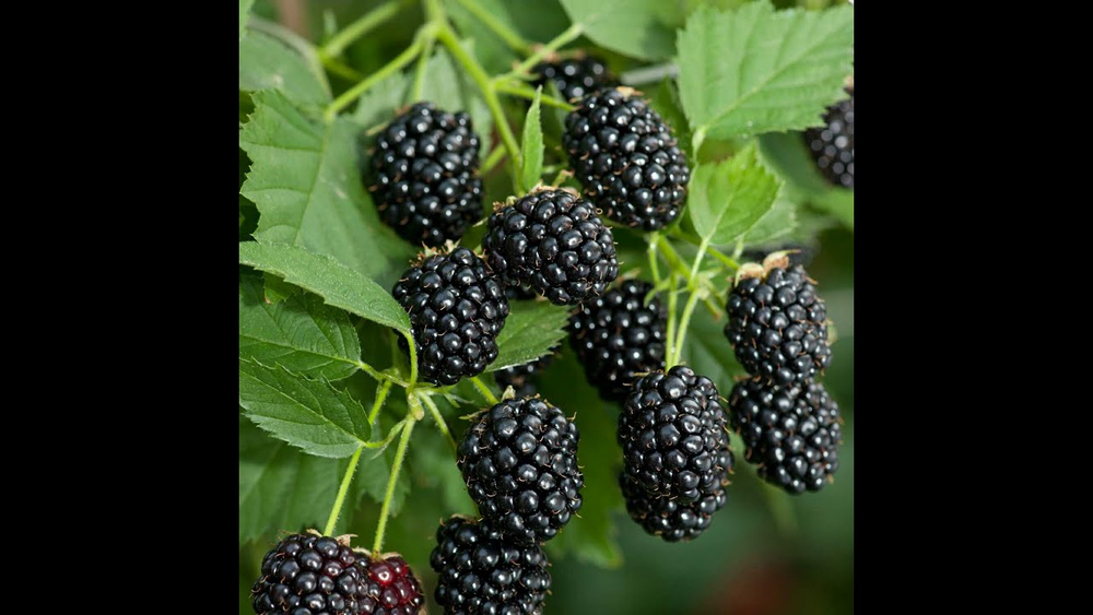 Ежевика Кэддо Закупка М71 июнь 2026