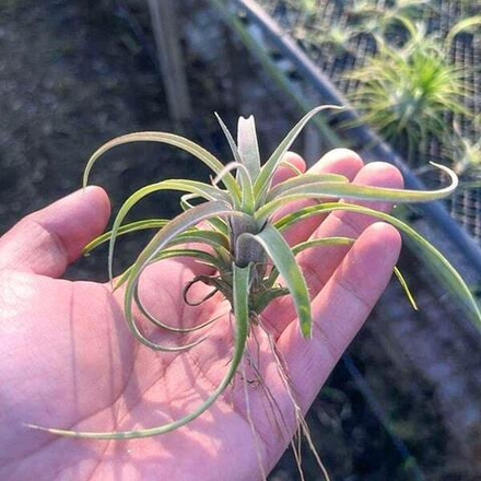 Тилландсия streptophylla x novakii