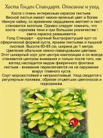 Хоста Голден Стандарт золотая желтая