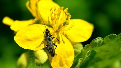 Чистотел большой (трава)