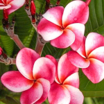 Плюмерия ELSIE