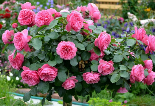 Роза Леонардо да Винчи С4 Закупка М16 июнь 2026