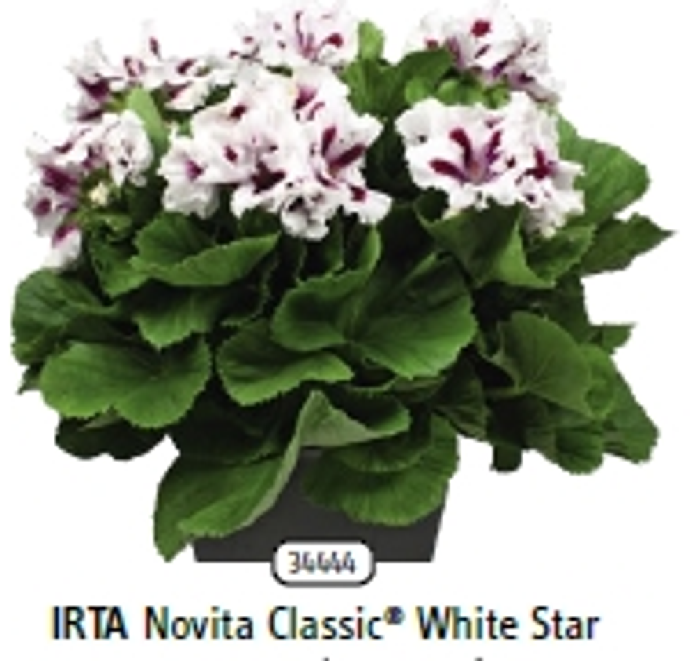 Пеларгония королевская Novita classic White Star ЕВРО укорененный черенок ОКС
