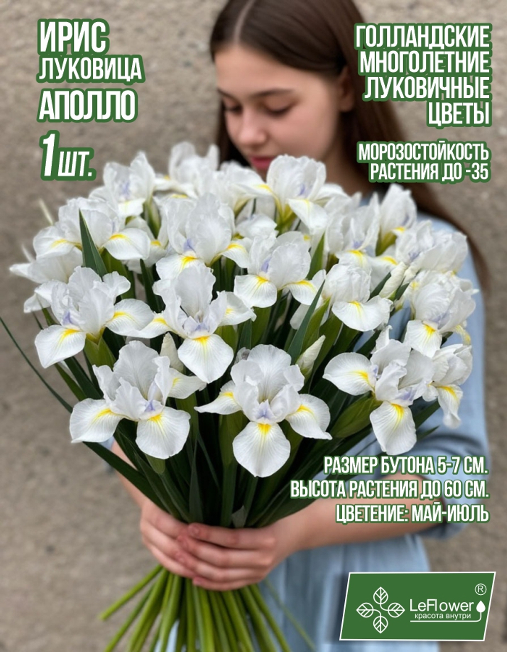 Ирис луковица 1шт., Аполло