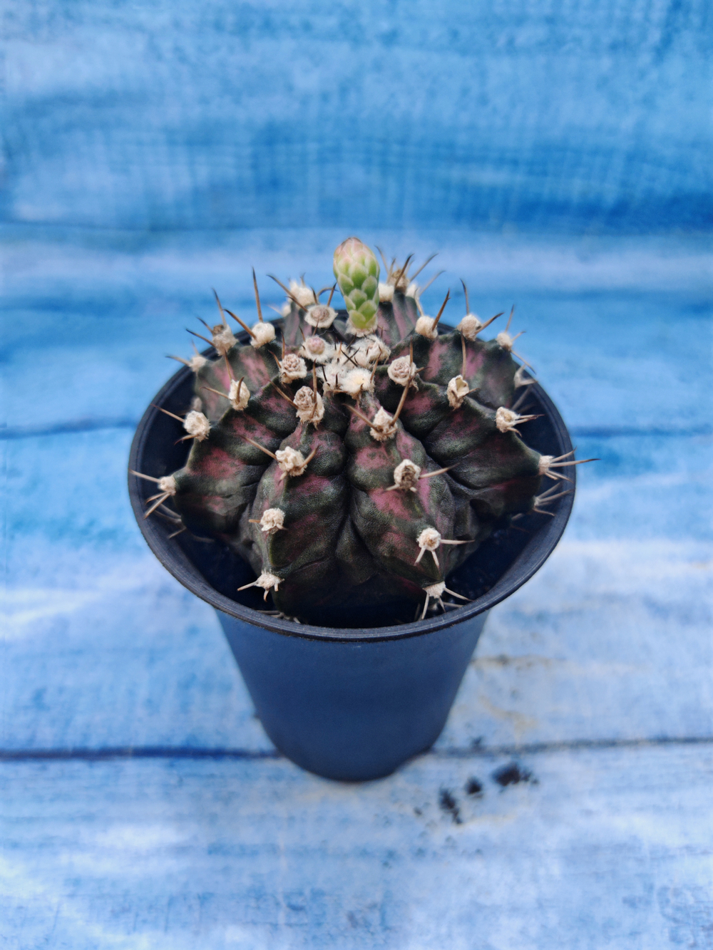 Gymnocalycium T-Rex Pink hybrid (Гимнокалициум T-rex)
