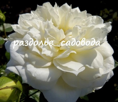 Роза флорибунда Чайковский (горшок 5л)