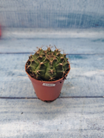 Gymnocalycium Friedrichii (Гимнокалициум)