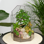 Готовый флорариум бонсай Кармона Бонсариум