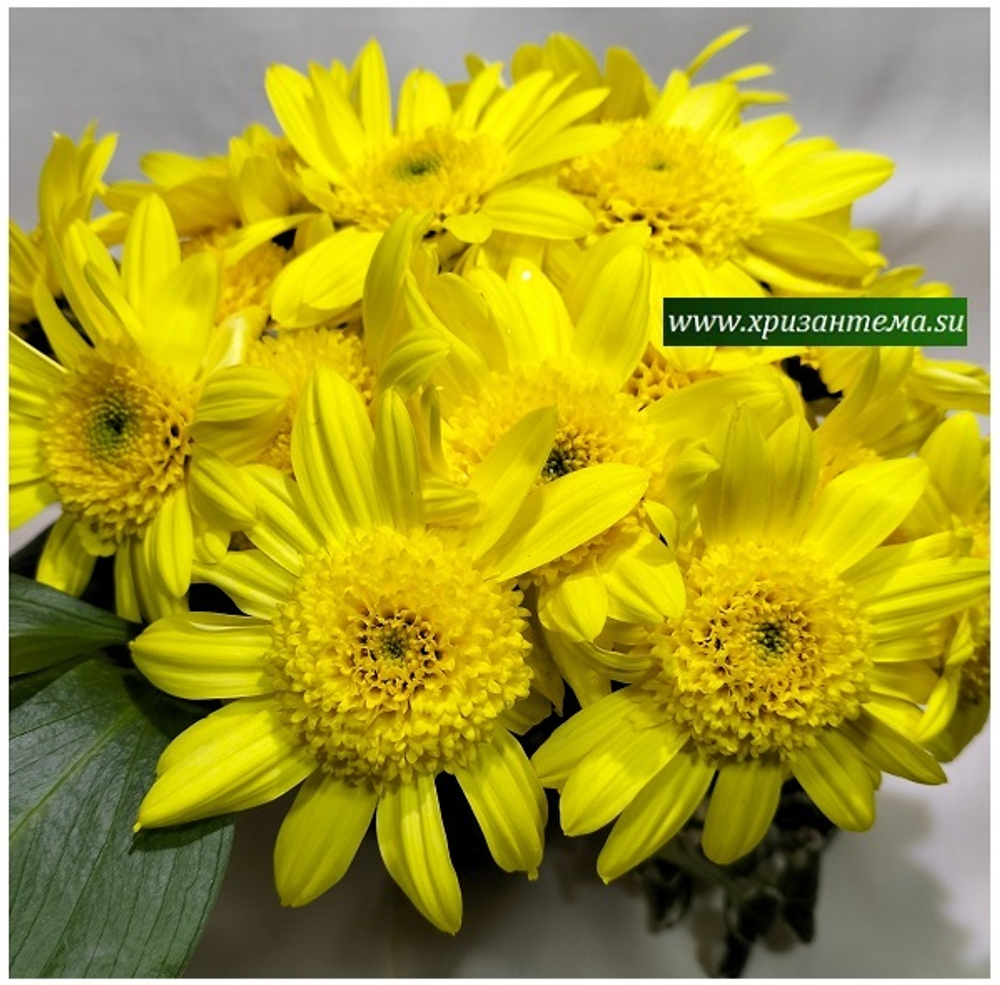 Хризантема кустовая Inga 🌼 к.49 (весна 2026г)